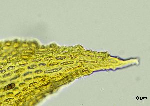  ( - REU029728)  @11 [ ] CC-BY-NC-SA (2024) Unspecified PVBMT Research Unit, University of Reunion, CIRAD