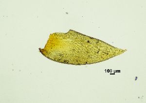  ( - REU029728)  @11 [ ] CC-BY-NC-SA (2024) Unspecified PVBMT Research Unit, University of Reunion, CIRAD