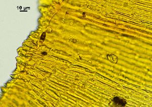  ( - REU029728)  @11 [ ] CC-BY-NC-SA (2024) Unspecified PVBMT Research Unit, University of Reunion, CIRAD