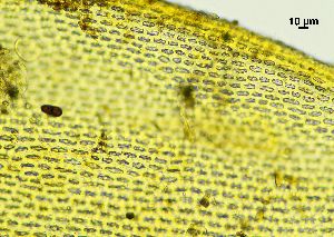  ( - REU029728)  @11 [ ] CC-BY-NC-SA (2024) Unspecified PVBMT Research Unit, University of Reunion, CIRAD