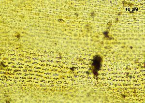  ( - REU029728)  @11 [ ] CC-BY-NC-SA (2024) Unspecified PVBMT Research Unit, University of Reunion, CIRAD