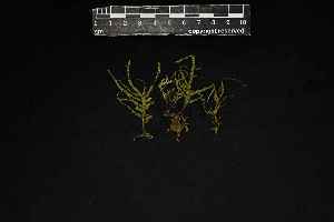  (Porotrichum madagassum - REU029469)  @11 [ ] CC-BY-NC-SA (2024) Unspecified PVBMT Research Unit, University of Reunion, CIRAD