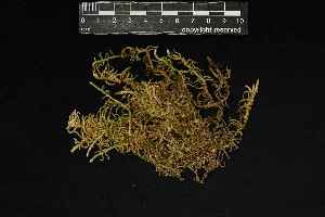  ( - REU029521)  @11 [ ] CC-BY-NC-SA (2024) Unspecified PVBMT Research Unit, University of Reunion, CIRAD