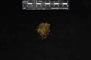  ( - REU029540)  @11 [ ] CC-BY-NC-SA (2024) Unspecified PVBMT Research Unit, University of Reunion, CIRAD