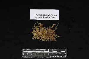  (Pilotrichella - REU029618)  @11 [ ] CC-BY-NC-SA (2024) Unspecified PVBMT Research Unit, University of Reunion, CIRAD