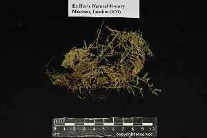  (Porotrichum - REU029631)  @11 [ ] CC-BY-NC-SA (2024) Unspecified PVBMT Research Unit, University of Reunion, CIRAD
