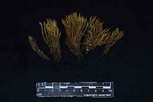  ( - REU029719)  @11 [ ] CC-BY-NC-SA (2024) Unspecified PVBMT Research Unit, University of Reunion, CIRAD