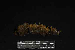  (Leptodontium flexifolium - REU029724)  @11 [ ] CC-BY-NC-SA (2024) Unspecified PVBMT Research Unit, University of Reunion, CIRAD