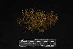  ( - REU029728)  @11 [ ] CC-BY-NC-SA (2024) Unspecified PVBMT Research Unit, University of Reunion, CIRAD