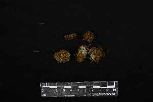  ( - REU029773)  @11 [ ] CC-BY-NC-SA (2024) Unspecified PVBMT Research Unit, University of Reunion, CIRAD