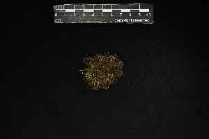  ( - REU029785)  @11 [ ] CC-BY-NC-SA (2024) Unspecified PVBMT Research Unit, University of Reunion, CIRAD