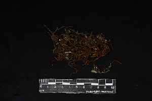  ( - REU029786)  @11 [ ] CC-BY-NC-SA (2024) Unspecified PVBMT Research Unit, University of Reunion, CIRAD