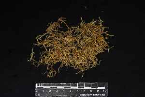  ( - REU029791)  @11 [ ] CC-BY-NC-SA (2024) Unspecified PVBMT Research Unit, University of Reunion, CIRAD