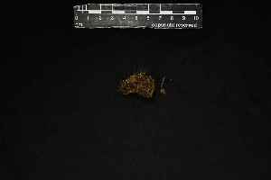  (Campylopus clavatus - REU029999)  @11 [ ] CC-BY-NC-SA (2024) Unspecified PVBMT Research Unit, University of Reunion, CIRAD