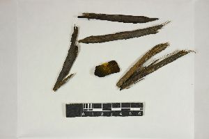  ( - REU030345)  @11 [ ] CC-BY-NC-SA (2024) Unspecified PVBMT Research Unit, University of Reunion, CIRAD