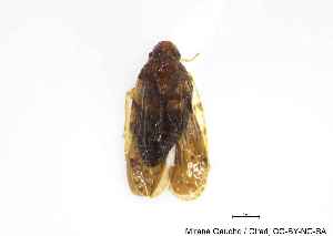  (Williamsus - MGAU01420_0101)  @11 [ ] cc-by-nc-sa (2024) Unspecified PVBMT Research Unit, University of Reunion, CIRAD