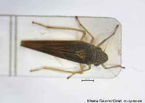  (Acopsis - MGAU04978_0101)  @11 [ ] cc-by-nc-sa (2025) Gauche Mirana PVBMT Research Unit, University of Reunion, CIRAD