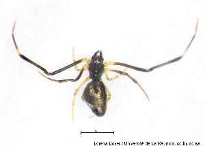  (Argyrodes minax - MGAU07115_0101)  @11 [ ] cc-by-nc-sa (2025) Gauche Mirana PVBMT Research Unit, University of Reunion, CIRAD