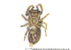  (Lophostica minor - MGAU07154_0101)  @11 [ ] cc-by-nc-sa (2025) Gauche Mirana PVBMT Research Unit, University of Reunion, CIRAD