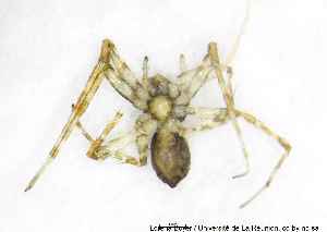  (Hygropoda - MGAU07156_0101)  @11 [ ] cc-by-nc-sa (2025) Gauche Mirana PVBMT Research Unit, University of Reunion, CIRAD