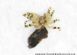  (Oecobius marathaus - MGAU07163_0101)  @11 [ ] cc-by-nc-sa (2025) Gauche Mirana PVBMT Research Unit, University of Reunion, CIRAD