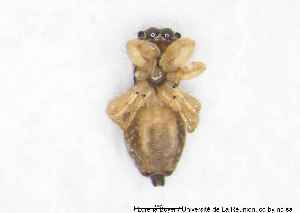  (Heliophanus excentricus - MGAU07167_0101)  @11 [ ] cc-by-nc-sa (2025) Gauche Mirana PVBMT Research Unit, University of Reunion, CIRAD