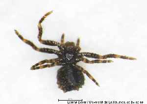  ( - MGAU07172_0101)  @11 [ ] cc-by-nc-sa (2025) Gauche Mirana PVBMT Research Unit, University of Reunion, CIRAD