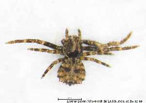  ( - MGAU07172_0101)  @11 [ ] cc-by-nc-sa (2025) Gauche Mirana PVBMT Research Unit, University of Reunion, CIRAD