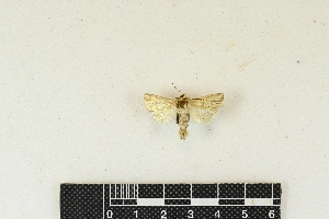  (Mythimna decaryi - RKIT00007_0101)  @11 [ ] cc-by-nc-sa (2024) Gauche Mirana PVBMT Research Unit, University of Reunion, CIRAD