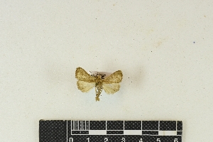  (Simplicia inflexalis - RKIT00009_0101)  @11 [ ] cc-by-nc-sa (2024) Gauche Mirana PVBMT Research Unit, University of Reunion, CIRAD