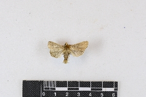  (Mythimna hypocapna - RKIT00026_0101)  @11 [ ] cc-by-nc-sa (2024) Gauche Mirana PVBMT Research Unit, University of Reunion, CIRAD