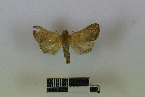  (Simplicia pannalis - RKIT00034_0102)  @11 [ ] cc-by-nc-sa (2024) Gauche Mirana PVBMT Research Unit, University of Reunion, CIRAD