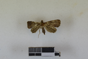  (Stenhypena borbonica - RKIT00038_0101)  @11 [ ] cc-by-nc-sa (2024) Gauche Mirana PVBMT Research Unit, University of Reunion, CIRAD