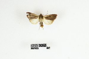  (Ochropleura megaplecta - RKIT00053_0101)  @11 [ ] cc-by-nc-sa (2025) Gauche Mirana PVBMT Research Unit, University of Reunion, CIRAD