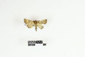  ( - RKIT00057_0101)  @11 [ ] cc-by-nc-sa (2025) Gauche Mirana PVBMT Research Unit, University of Reunion, CIRAD