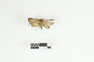  (Hydrillodes aviculalis - RKIT00061_0101)  @11 [ ] cc-by-nc-sa (2025) Gauche Mirana PVBMT Research Unit, University of Reunion, CIRAD