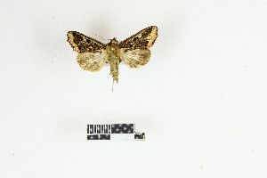  (Callopistria bernei - RKIT00062_0101)  @11 [ ] cc-by-nc-sa (2025) Gauche Mirana PVBMT Research Unit, University of Reunion, CIRAD