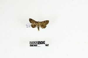  ( - RKIT00065_0103)  @11 [ ] cc-by-nc-sa (2025) Gauche Mirana PVBMT Research Unit, University of Reunion, CIRAD