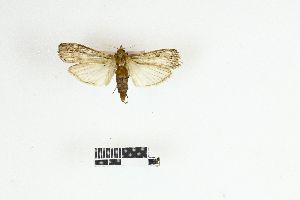  (Lamoria clathrella - RKIT00074_0101)  @11 [ ] cc-by-nc-sa (2025) Gauche Mirana PVBMT Research Unit, University of Reunion, CIRAD