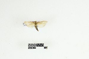  ( - RKIT00074_0103)  @11 [ ] cc-by-nc-sa (2025) Gauche Mirana PVBMT Research Unit, University of Reunion, CIRAD