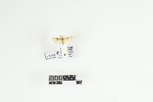  ( - RKIT00077_0102)  @11 [ ] cc-by-nc-sa (2025) Gauche Mirana PVBMT Research Unit, University of Reunion, CIRAD