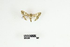  ( - RKIT00082_0101)  @11 [ ] cc-by-nc-sa (2025) Gauche Mirana PVBMT Research Unit, University of Reunion, CIRAD