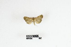  (Syllepte violacealis - RKIT00093_0101)  @11 [ ] cc-by-nc-sa (2025) Gauche Mirana PVBMT Research Unit, University of Reunion, CIRAD