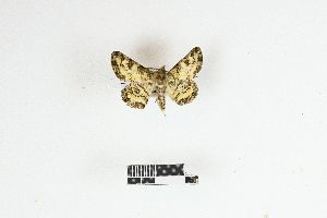  ( - RKIT00099_0101)  @11 [ ] cc-by-nc-sa (2025) Gauche Mirana PVBMT Research Unit, University of Reunion, CIRAD