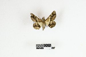  ( - RKIT00099_0102)  @11 [ ] cc-by-nc-sa (2025) Gauche Mirana PVBMT Research Unit, University of Reunion, CIRAD