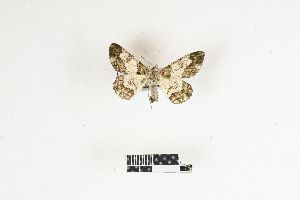  ( - RKIT00099_0103)  @11 [ ] cc-by-nc-sa (2025) Gauche Mirana PVBMT Research Unit, University of Reunion, CIRAD