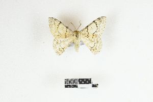  ( - RKIT00100_0101)  @11 [ ] cc-by-nc-sa (2025) Gauche Mirana PVBMT Research Unit, University of Reunion, CIRAD