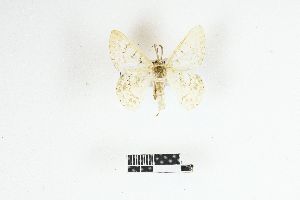  ( - RKIT00100_0102)  @11 [ ] cc-by-nc-sa (2025) Gauche Mirana PVBMT Research Unit, University of Reunion, CIRAD