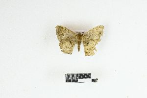  ( - RKIT00105_0102)  @11 [ ] cc-by-nc-sa (2025) Gauche Mirana PVBMT Research Unit, University of Reunion, CIRAD