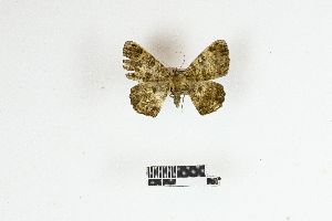  ( - RKIT00105_0103)  @11 [ ] cc-by-nc-sa (2025) Gauche Mirana PVBMT Research Unit, University of Reunion, CIRAD